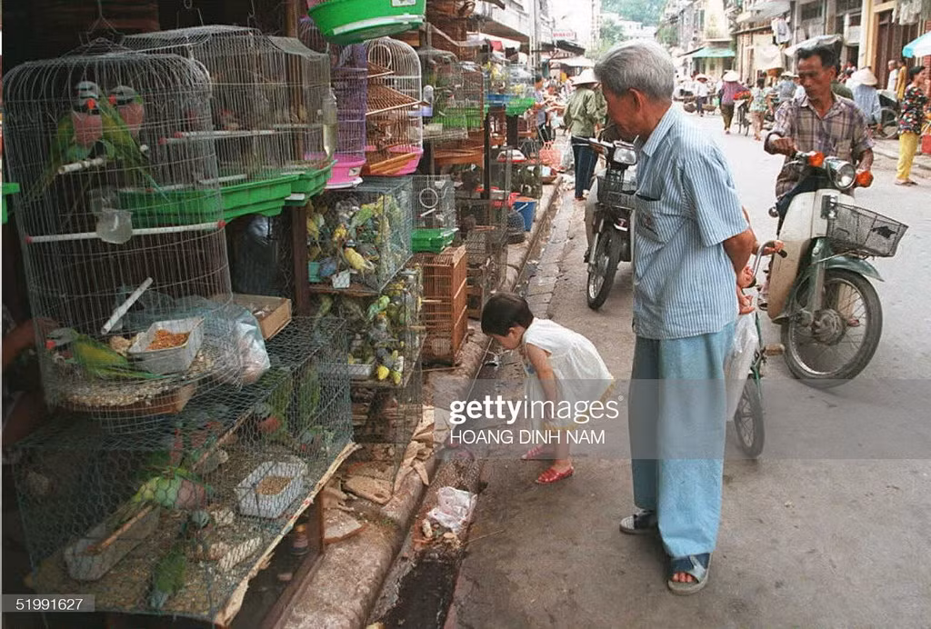 Hai ông cháu xem các loại chim cảnh khác nhau được bày bán ở chợ chim Hàng Da, Hà Nội ngày 14/9/1995. Đầu thập niên 1990, thú chơi chim đã quay lại với người Hà Nội sau nhiều thập niên chiến tranh và kinh tế khó khăn.