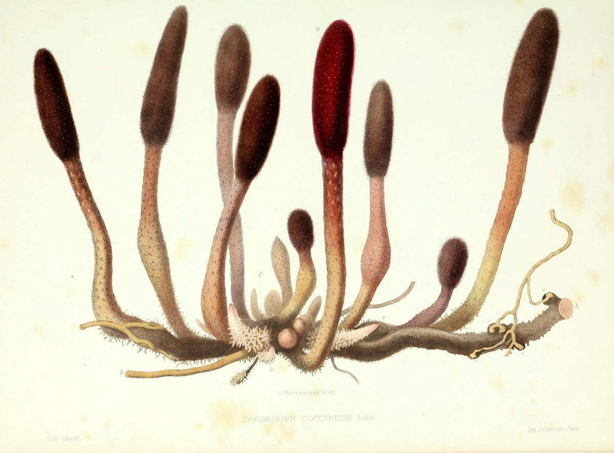 Dưới lòng đất, nấm Malta có thân rễ ngầm dài, màu nâu, phân nhánh.