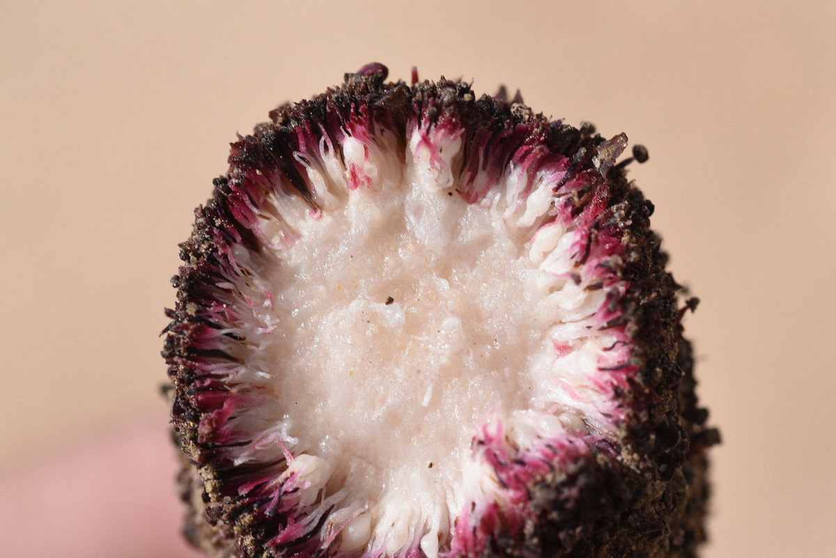 Các loài cây này đã được con người biết đến và sử dụng trong cuộc sống từ hàng nghìn năm trước. Công dụng chính của nấm Malta là làm thuốc, thực phẩm, và thuốc nhuộm.