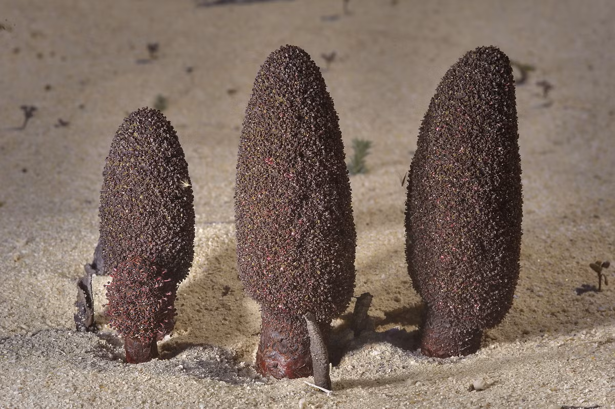 Do có hình dáng và cách thức tồn tại giống hệt nấm, nấm Malta khiến nhiều người nhầm lẫn rằng chúng là nấm thực sự chứ không phải thực vật có hoa.