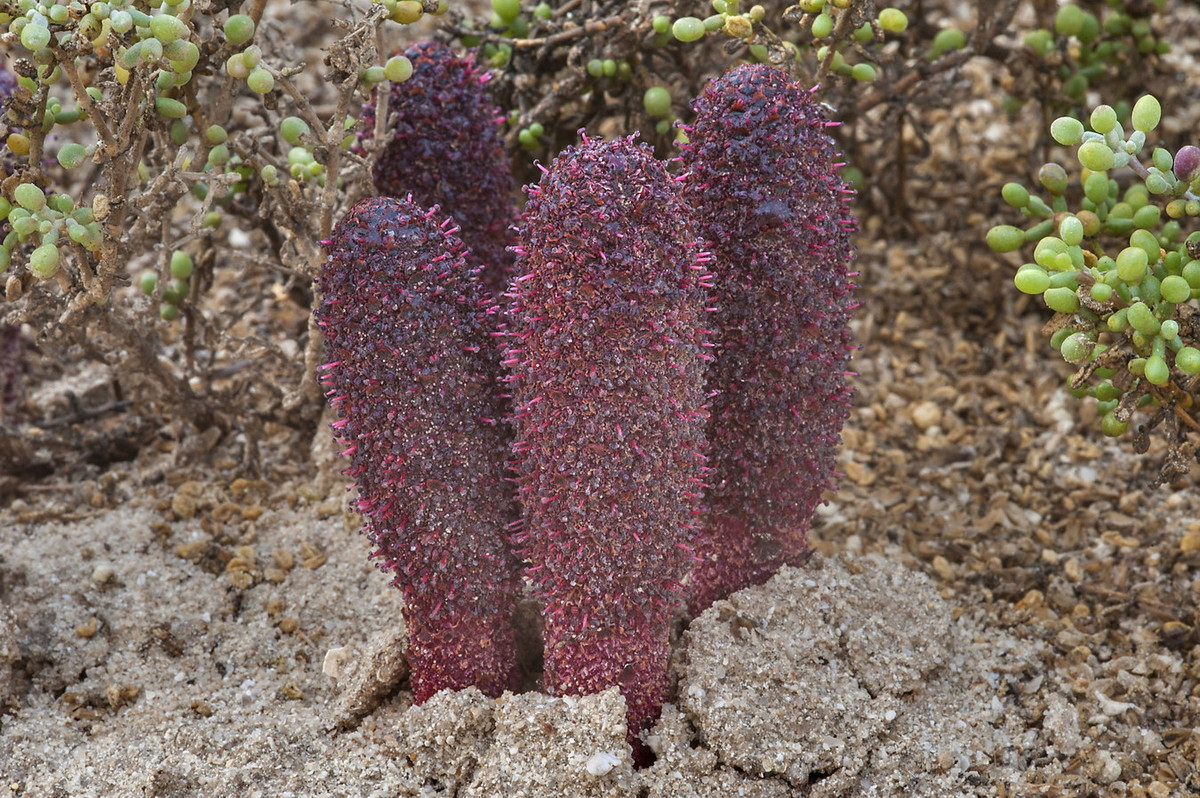 Do lá không có diệp lục, loài thực vật này sống hoàn toàn bằng cách ký sinh. Chúng gắn vào rễ một số loài cây bằng các rễ ngầm có giác mút của mình.