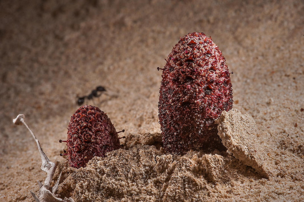 Trên phương diện sinh học, Nấm (Fungi) và Thực vật (Plantae) hai giới sinh vật hoàn toàn khác nhau. Nấm đã xuất hiện và tách thành nhánh riêng trên cây sinh giới hơn một tỷ năm trước, trong khi thực vật xuất hiện muộn hơn nhiều.