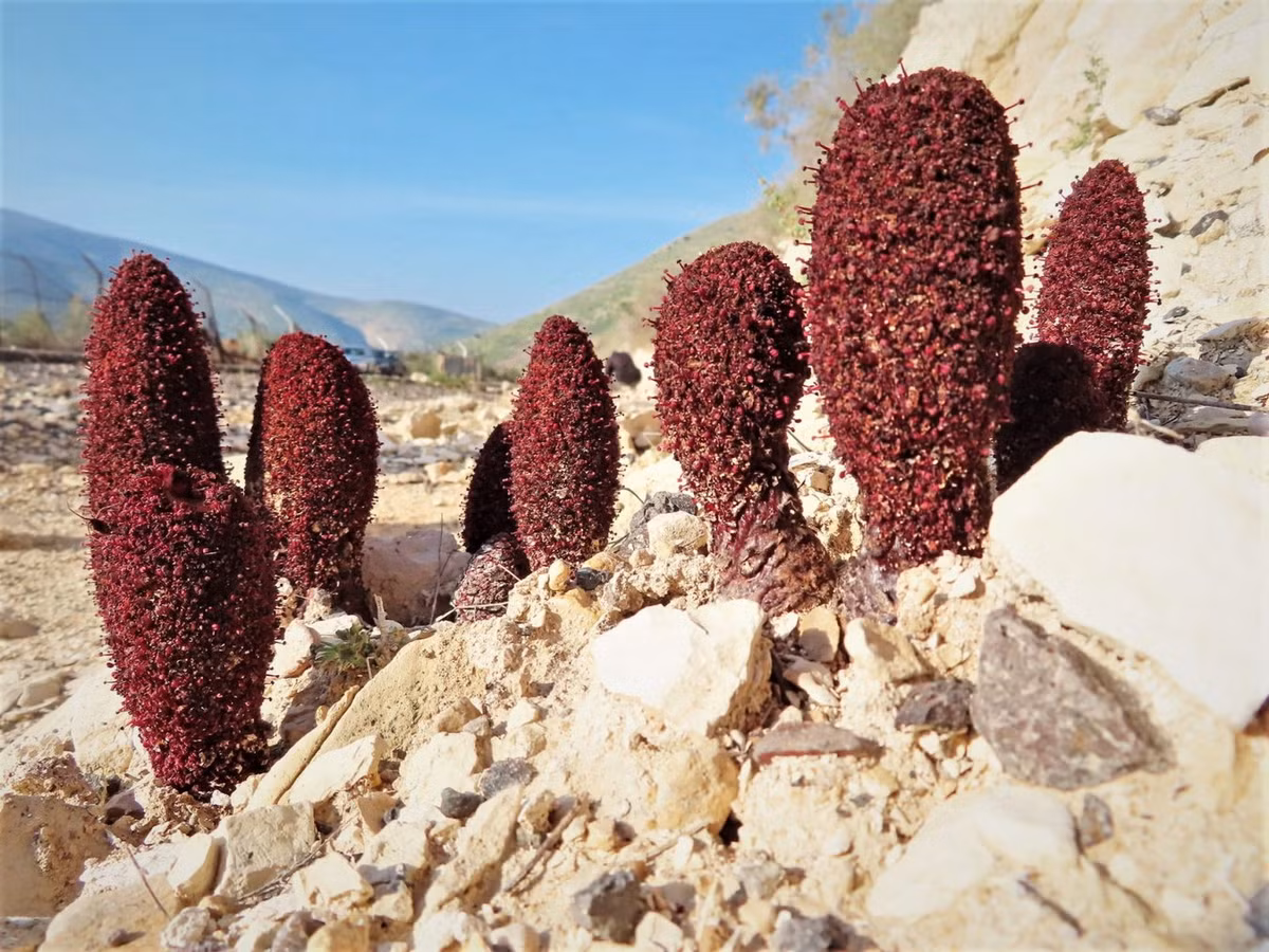 Thụ phấn nhờ côn trùng (ruồi, muỗi), các loài nấm Malta ra hoa và kết quả vào mùa hè. Quả của chúng gồm một một hạt có áo hạt bên ngoài.