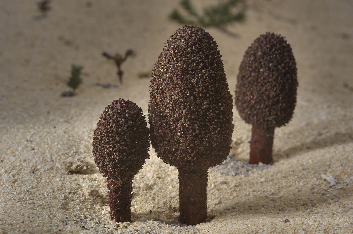 Chúng có một phần thân trên mặt đất đứng thẳng với, không phân cành, dày cùi thịt, với phần trên phình ra như mũ nấm, chiều cao tối đa 30 cm.