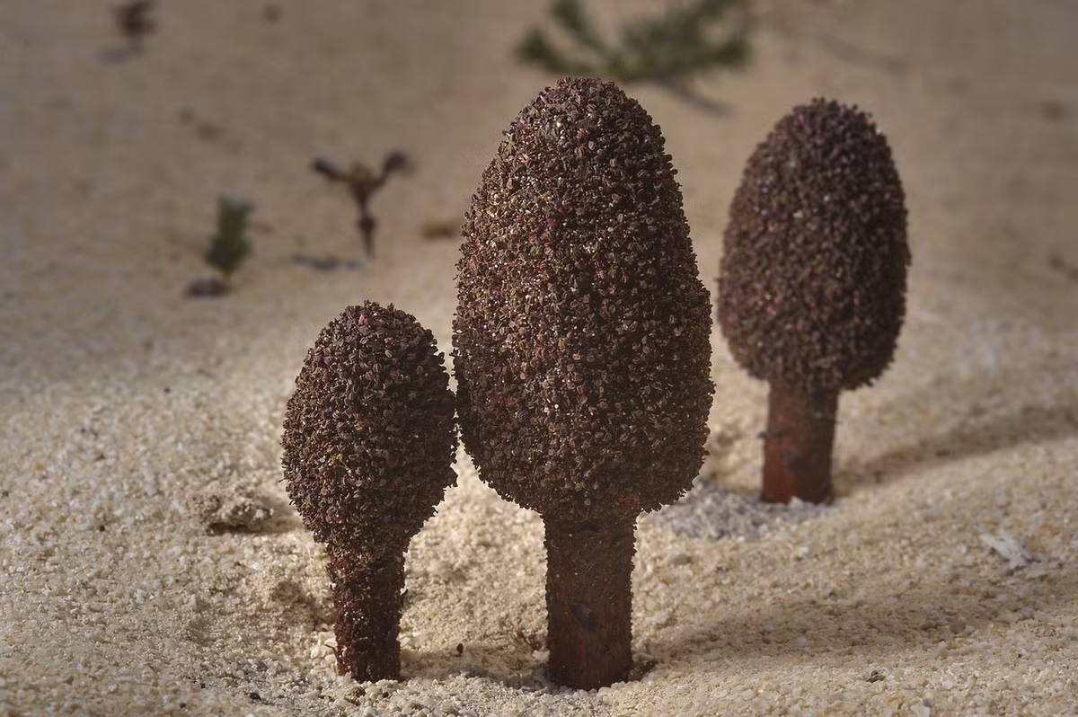 Chúng có một phần thân trên mặt đất đứng thẳng với, không phân cành, dày cùi thịt, với phần trên phình ra như mũ nấm, chiều cao tối đa 30 cm.