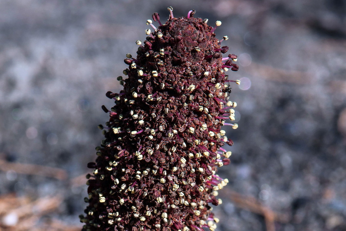 Nhô ra khỏi đám lá là các cụm hoa có màu nâu đỏ, chứa nhiều hoa nhỏ mọc sát nhau.
