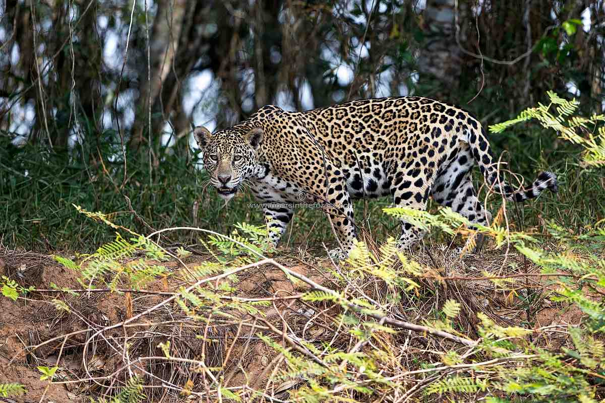Chúng là loài có đuôi ngắn nhất trong số loài con mèo lớn, dài 45 đến 75 cm. Chân báo đốm ngắn hơn đáng kể khi so sánh với tỉ lệ cơ thể của một con hổ hoặc sư tử, khiến chúng chạy chậm hơn, bù lại là rắn chắc và mạnh mẽ vượt trội.