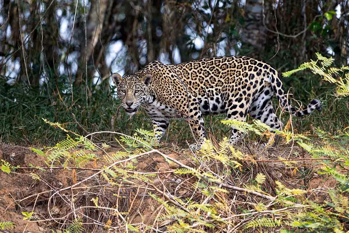 Chúng là loài có đuôi ngắn nhất trong số loài con mèo lớn, dài 45 đến 75 cm. Chân báo đốm ngắn hơn đáng kể khi so sánh với tỉ lệ cơ thể của một con hổ hoặc sư tử, khiến chúng chạy chậm hơn, bù lại là rắn chắc và mạnh mẽ vượt trội.