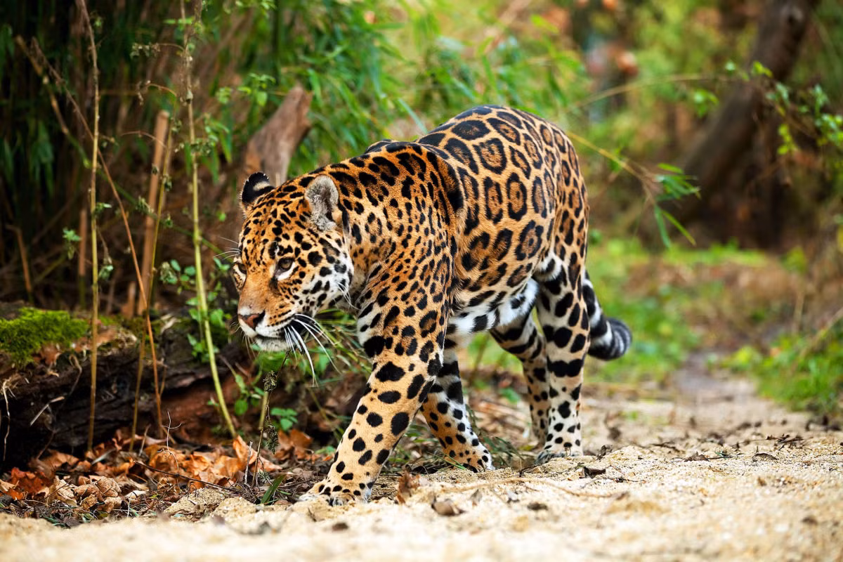 Dù thường bị nhiều người nhầm với họ hàng gần là báo hoa mai, giữa báo đốm và báo hoa mai có nhiều điểm khác biệt dễ nhận thấy. Đó là báo đốm trông "đậm người" hơn, đầu tròn hơn. Các khoanh đốm của báo đốm to hơn và bên trong khoanh đốm có các chấm đen chứ không trống như báo hoa mai.