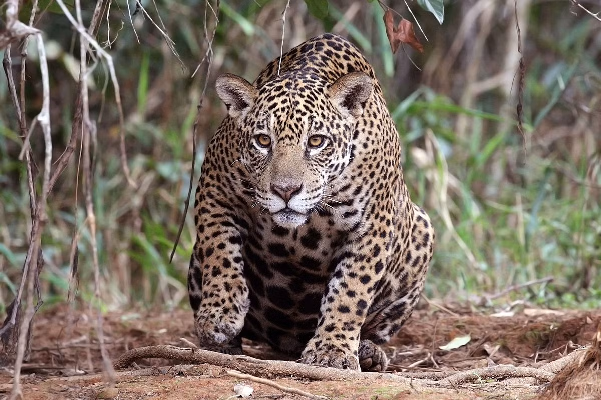 Không giống như các loài mèo lớn khác, báo đốm rất hiếm khi tấn công con người. Tuy nhiên, với sự xâm lấn ngày càng tăng của con người vào môi trường sống và sự suy giảm số lượng con mồi, các vụ tấn công của báo đốm đã được ghi nhận nhiều hơn trong những năm gần đây.