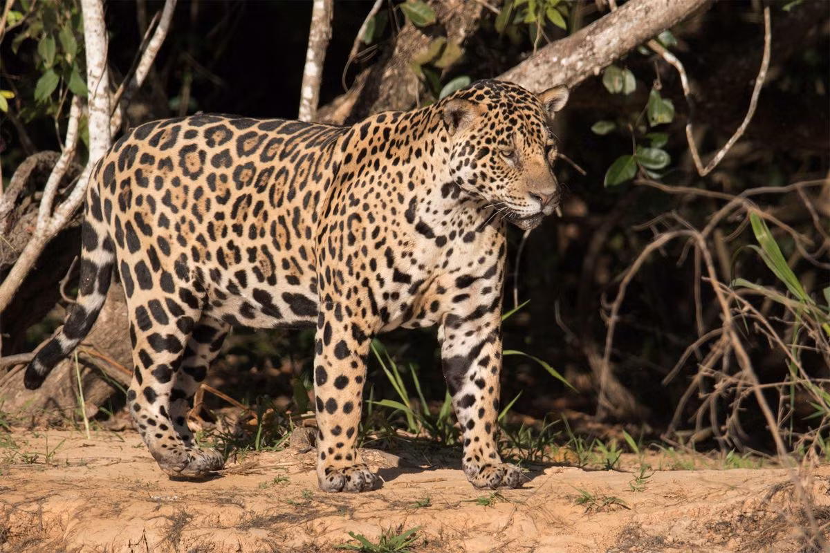 Soi loài mèo lớn nhất châu Mỹ: Có thể cắn lủng sọ con mồi! - Hình 2 Soi loai meo lon nhat chau My: Co the can lung so con moi!-Hinh-2