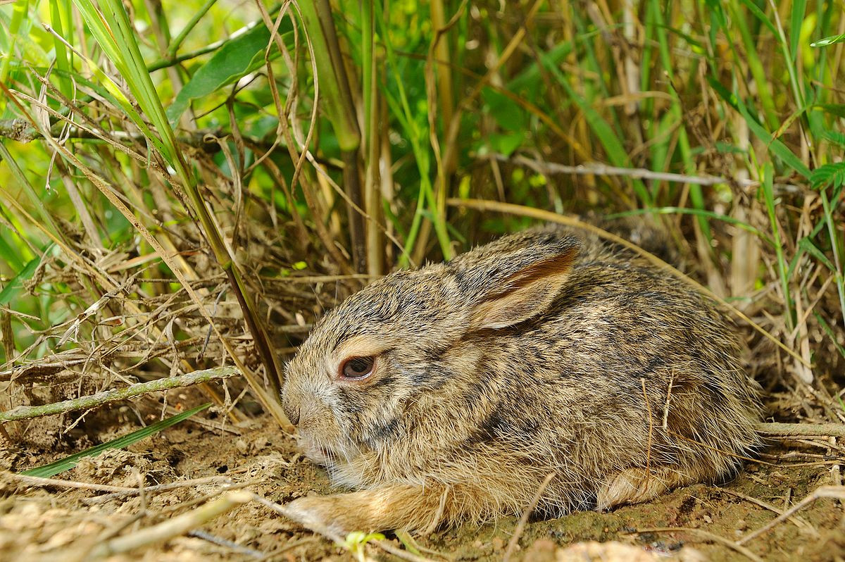 Thỏ nâu hay thỏ Miến Điện (Lepus peguensis) dài 35-50 cm, phân bố ở phần lục địa của Đông Nam Á, từ Myanmar đến Việt Nam. Màu sắc của các quần thể loài thỏ này có sự khác biệt tùy theo địa bàn phân bố.