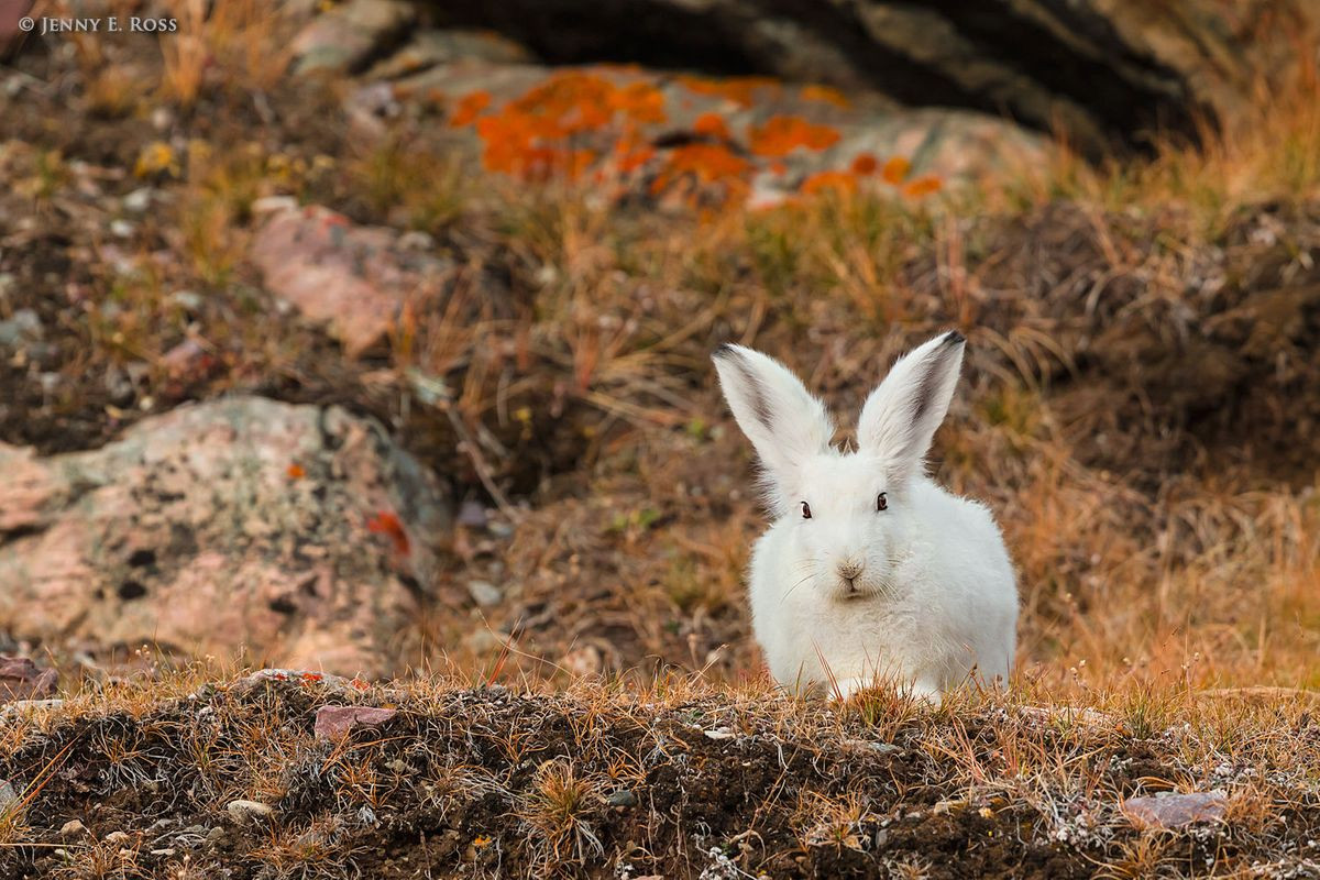Thỏ Bắc Cực (Lepus arcticus) dài 55-70 cm, thích nghi với điều kiện sống ở khu vực miền núi và địa cực phía Bắc. Ngoài bộ lông trắng, loài thỏ này còn sinh tồn được trong mùa đông băng giá bằng cách đào các hố tuyết để trú ẩn.