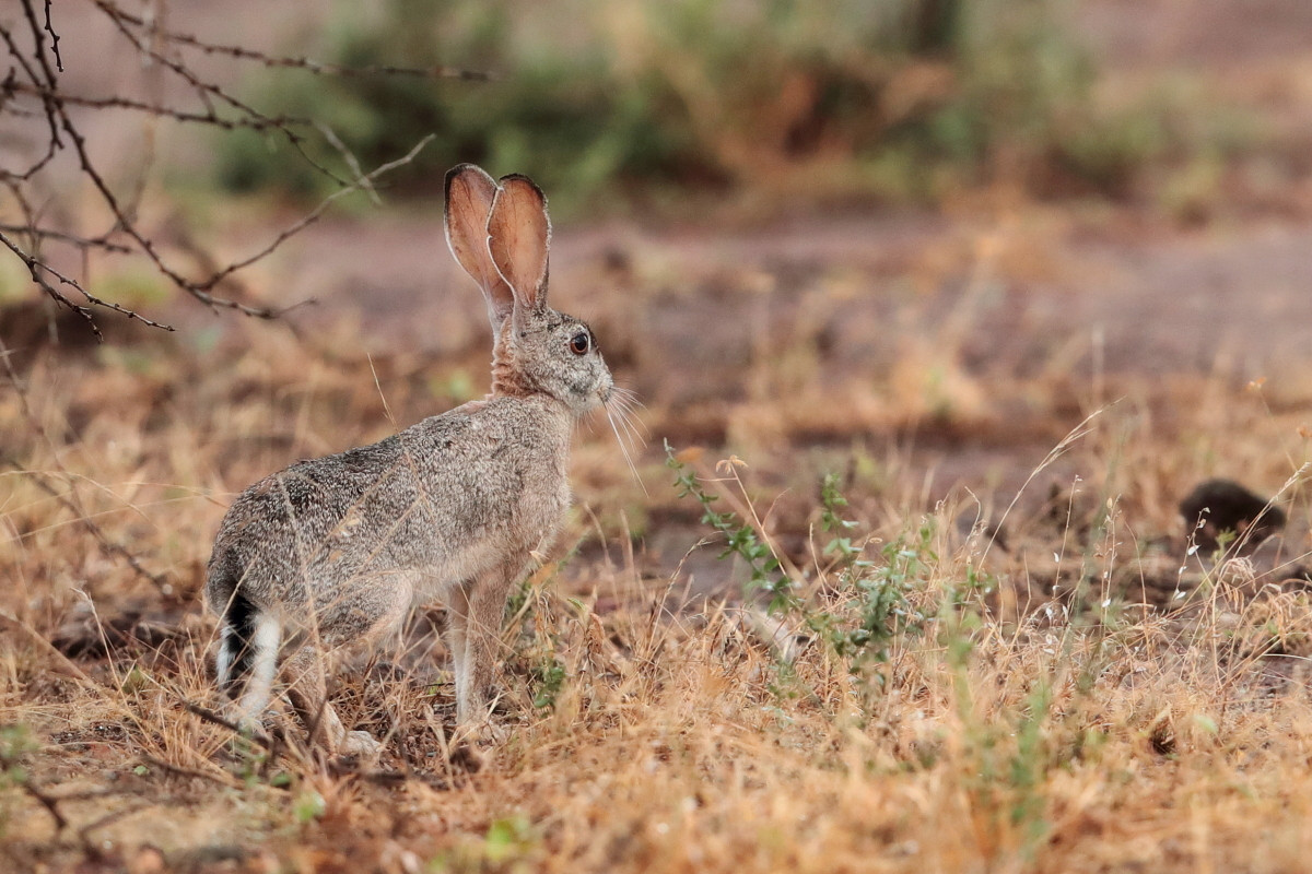 Thỏ châu Phi (Lepus capensis) dài 53-60 cm, phổ biến ở các sinh cảnh trống trải của châu Phi và Trung Đông. Dù sống trong sinh cảnh rất khác biệt, loài này có họ hàng gần với thỏ châu Âu.