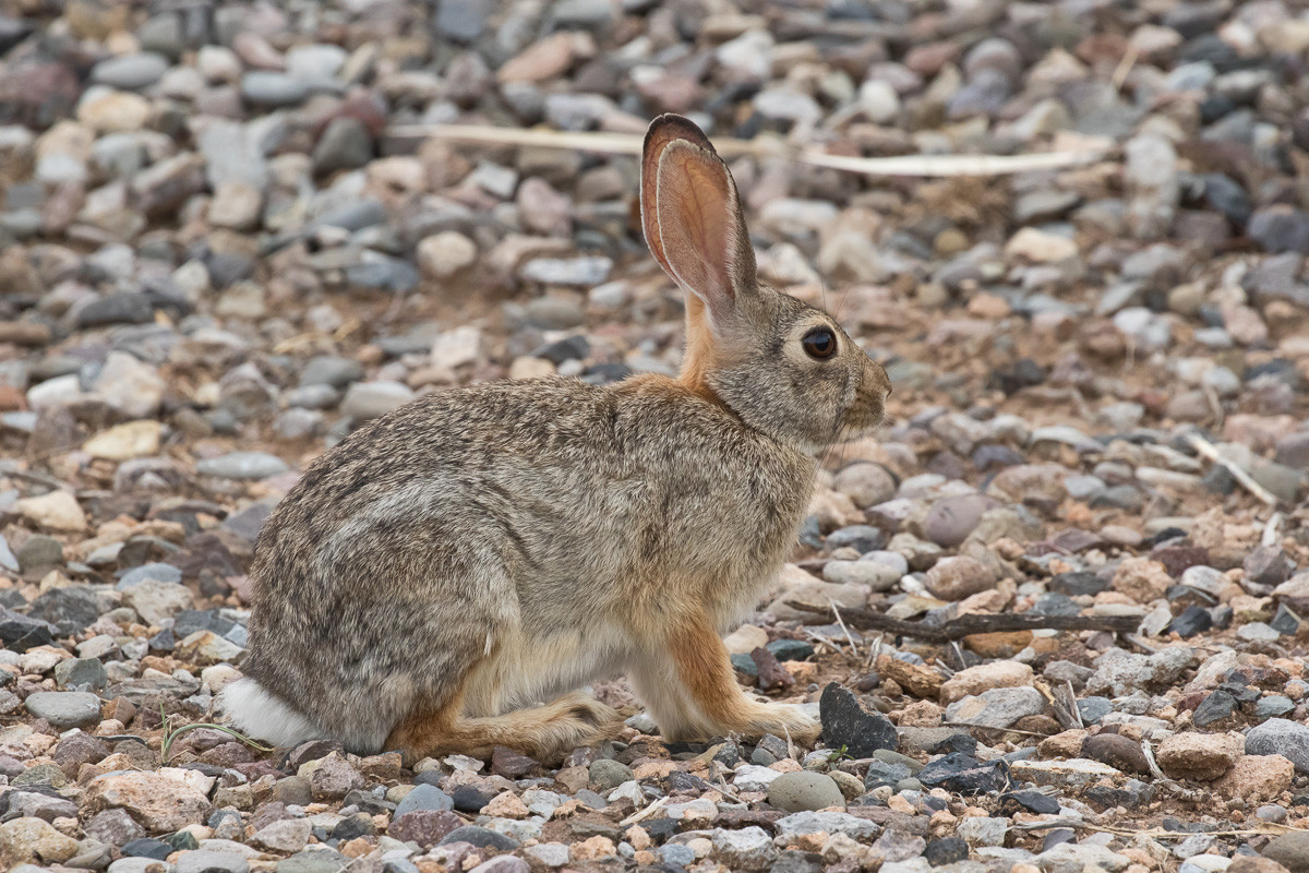 Thỏ đuôi bông (Sylvilagus sp.) là một chi gồm 17 loài thỏ phân bố khắp châu Mỹ, dài 22-55 cm. Phần lớn các loài trong chi này có đuôi ngắn phủ lông trắng và làm ổ trên mặt đất, không phải ở trong hang như nhiều loài thỏ khác.