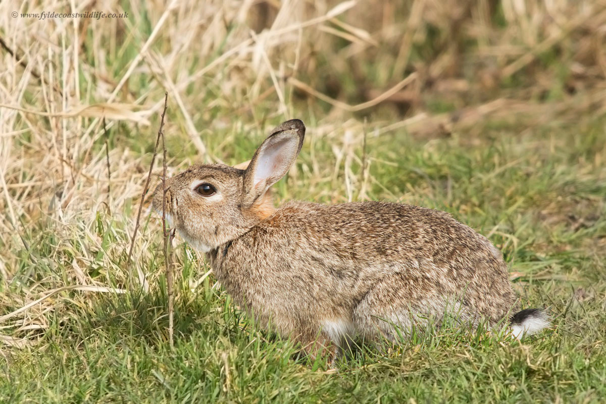 Thỏ hang châu Âu (Oryctolagus cuniculus) dài 34-35, có nguồn gốc từ bán đảo Iberia ở châu Âu. Loài thỏ này đã du nhập đến khắp nơi trên thế giới, là tổ tiên các giống thỏ nhà được nuôi để lấy lông, thịt hoặc làm cảnh ngày nay. Ở nhiều vùng, chúng là động vật xâm lấn nguy hiểm.