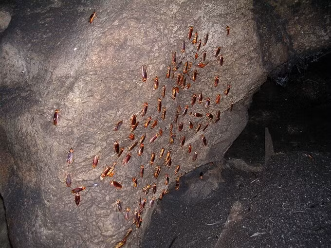 Hang dong luc nhuc doi, ran, gian, chuot… thu hut nhieu du khach-Hinh-5