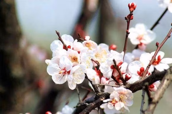 2 thang toi, sao may man chieu menh 3 con giap cua cai ngap nha-Hinh-3