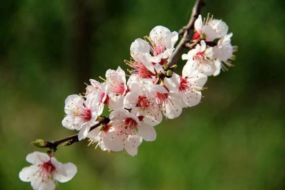 2 thang toi, sao may man chieu menh 3 con giap cua cai ngap nha