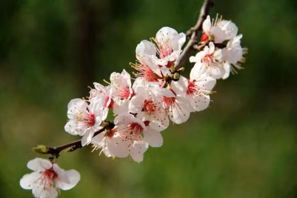 2 thang toi, sao may man chieu menh 3 con giap cua cai ngap nha