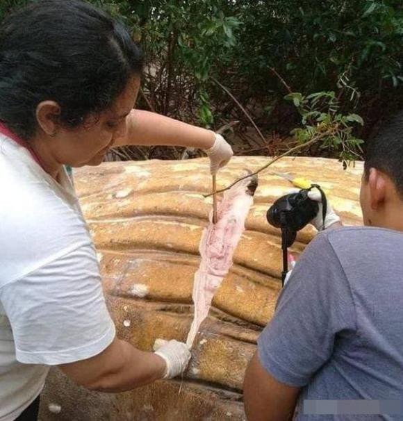 Mot 'quai thu khong lo' xuat hien trong Amazon dai 12 met-Hinh-3