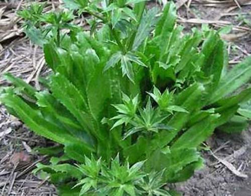 Mùi tàu. Mùi tàu có vị cay, đắng, mùi thơm, tính ấm, có tác dụng giải cảm, ra mồ hôi. Bài thuốc: Lấy 40g mùi tàu, 20g ngải cứu, 20g cúc tần, 10g gừng tươi. Thái nhỏ những thứ kể trên cho 400 ml nước vào sắc đến khi còn 100 ml. Lấy lượng thuốc sắc được uống trong lúc còn nóng, mỗi ngày hai lần. Sau khi uống, đắp chăn để cho ra mồ hôi. Khi ra mồ hôi, dùng khăn khô lau người xong sẽ thấy rất dễ chịu.