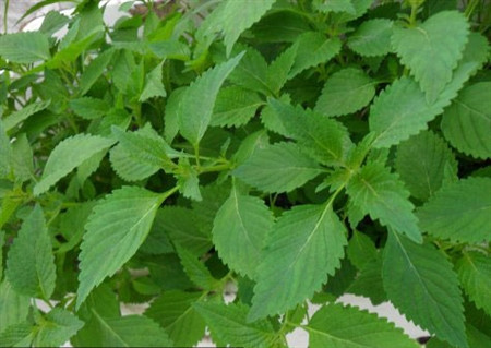 Kinh giới. Kinh giới có vị cay, tính hơi nóng, có tác dụng làm ra mồ hôi, lợi tiểu, chữa nóng sốt, cảm gió. Bài thuốc: Kinh giới tươi (cành non, lá) 50g, gừng sống 10g. Hai thứ rửa sạch, giã nát vắt lấy nước cốt cho bệnh nhân uống, ngày uống 2 lần, bã thuốc xoa dọc xương sống từ trên xuống.