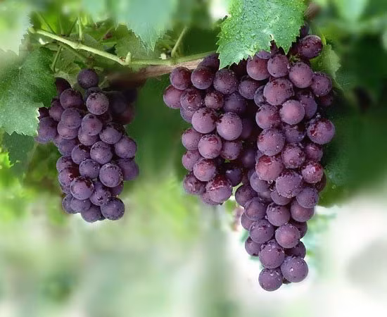 Nho. Nho vị thanh ngọt, giá trị dinh dưỡng cao, có tác dụng bổ khí dưỡng huyết, kiện tì dưỡng vị. Không chỉ vậy, hạt nho còn có tính chống oxy hoá mạnh và tác dụng dưỡng da hiệu quả.