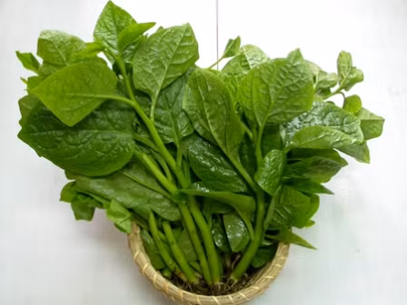 Rau mồng tơi. Rau mồng tơi chứa rất nhiều vitamin A và các dưỡng chất từ thực vật có lợi cho sức khỏe, giúp giữ nước cho da hiệu quả.