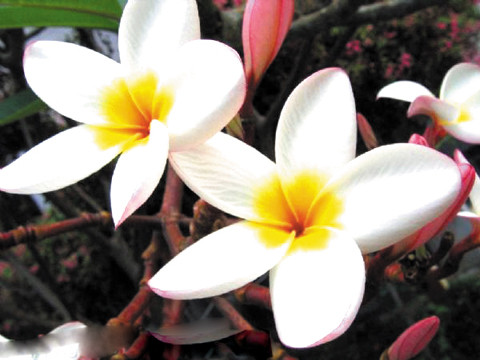 Hoa đại. Theo y học dân tộc, hoa đại có tác dụng thông phế khí, tiêu đàm, thanh nhiệt, giải độc. Với những dưỡng chất giúp thanh nhiệt, hoa đại được sử dụng như bí quyết giảm cân cho chị em phụ nữ.