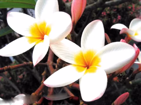 Hoa đại. Theo y học dân tộc, hoa đại có tác dụng thông phế khí, tiêu đàm, thanh nhiệt, giải độc. Với những dưỡng chất giúp thanh nhiệt, hoa đại được sử dụng như bí quyết giảm cân cho chị em phụ nữ.