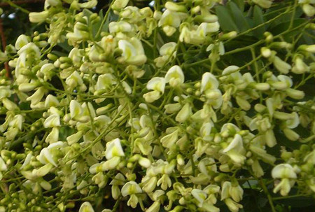 Hoa hòe. Hoa hoè màu trắng hay vằn lục nhạt, mọc thành chùm ở đầu cành. Mùa hoa vào tháng 5 đến tháng 8. Theo Đông y, hoa hoè vị đắng, tính hơi lạnh, có công dụng thanh nhiệt, giải độc cần thiết cho những người thừa cân và béo phì.