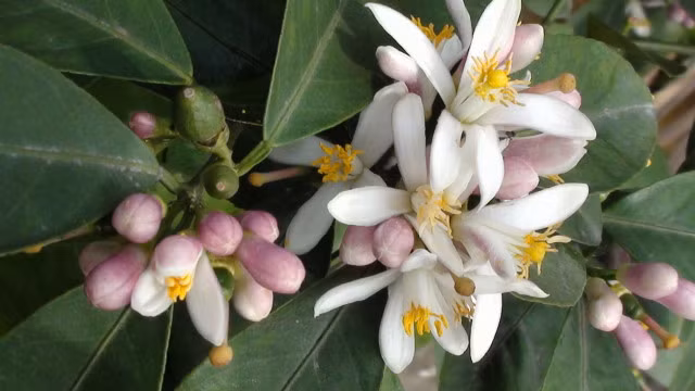 Hoa họ nhà chanh cam quýt. Các loại hoa thuộc họ nhà "chanh" có dưỡng chất giúp người béo phì có rối loạn lipid máu hạ trọng lượng cơ thể. Sự kết hợp giữa là sen, xuyên khung và một loại hoa thuộc họ nhà chanh giúp người thừa cân giảm trọng lượng cơ thế.