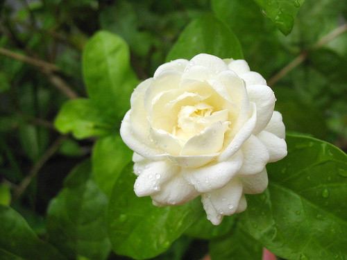 Trà hoa nhài. Một số nghiên cứu đã chỉ ra mối liên hệ giữa việc tiêu thụ trà hoa nhài và giảm các tế bào chất béo trong cơ thể. Điều này có thể giúp mọi người trong việc đạt được mục tiêu giảm cân nhanh hơn. Ngoài ra, trà hoa nhài giúp duy trì trọng lượng cơ thể, nếu đi kèm với một chế độ ăn uống thích hợp.