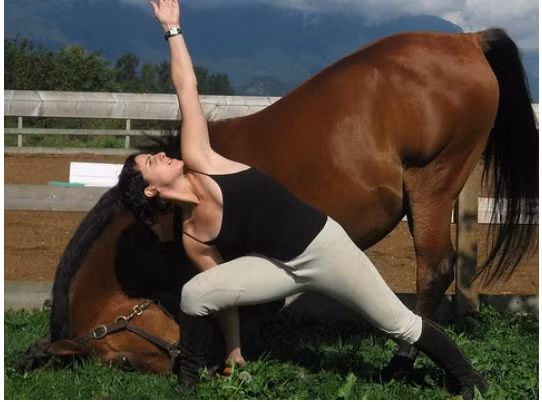 Chú ngựa này tỏ ra rất dẻo dai trong những động tác yoga sau một thời gian dài luyện tập cùng chủ nhân của mình.