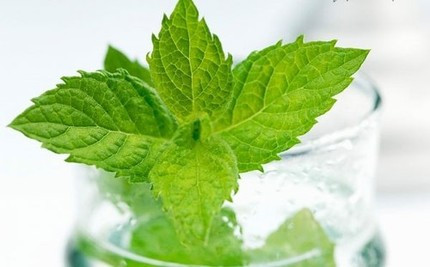 Bạc hà. Hương thơm nhẹ nhàng của bạc hà có tác dụng làm đầu óc sảng khoái, đồng thời cũng có thể giảm bớt được mùi hôi của miệng. Trong lá bạc hà chứa một loại chất tổng hợp, có thể thông qua sự tuần hoàn của máu đưa tới phổi, khiến khi bạn thở có cảm giác thoải mái, nhẹ nhàng.