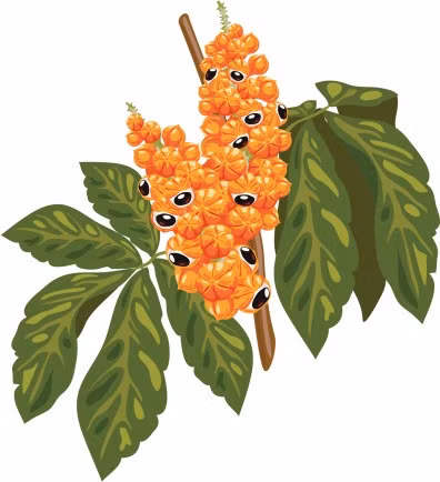 Cây Guarana. Cây này có nguồn gốc từ châu Mỹ la tinh, với tên khoa học là Paullinia Cupana. Đây là một loại cây leo, hoa vàng mọc thành trùm, quả hình trái lê, có hạt. Cây này chứa caffein và là thực vật có nhiều caffein nhất, nhiều hơn gấp hai lần lượng caffein có trong cà phê. Chất này nếu được dùng với liều lượng cao có tác dụng tiêu mỡ nhất là giúp cho cơ thể chịu đựng được một chế độ ăn kiêng thiếu năng lượng.