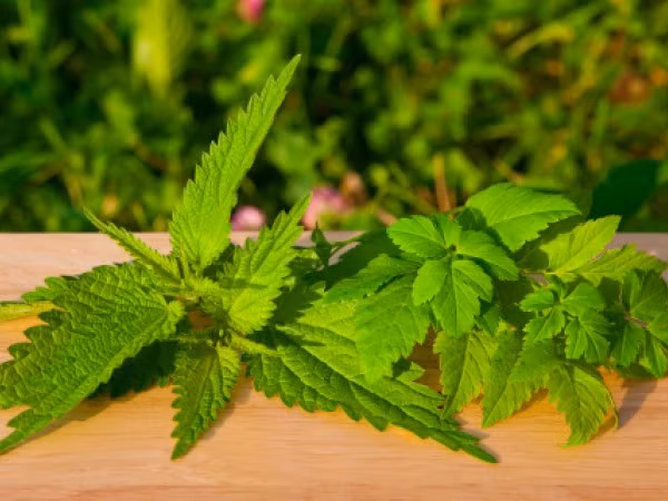 Lá cây tầm ma. Lá này có nhiều dinh dưỡng và tích trữ các vitamin chống oxy hóa như vitamin C và vitamin A, hỗ trợ thanh lọc sạch máu và tiêu mỡ.