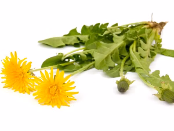 Bồ công anh giảm cân. Bồ công anh được xem là một loại cỏ dại sạch. Tất cả các bộ phận của bồ công anh đều có chứa chất dinh dưỡng và sử dụng để làm thuốc, đặc biệt là công dụng làm sạch gan. Loại cây này có thể giúp cân bằng lượng đường trong máu, giải độc tố và chống viêm cho cơ thể. Hiện nay phương pháp giảm cân với bồ công anh được chế biến và sử dụng giống như các loại trà.