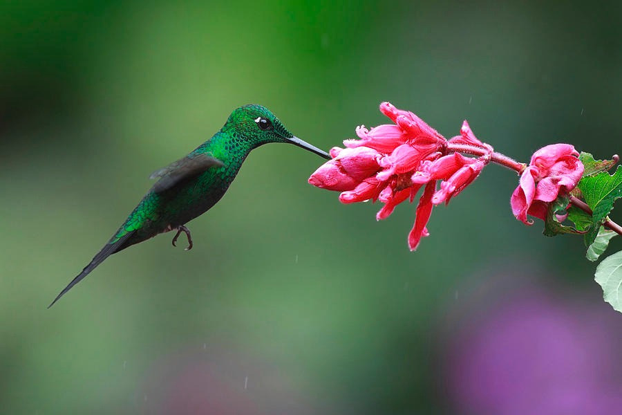 4 con giáp đón tài lộc bất ngờ giữa tháng 6 4 con giap don tai loc bat ngo giua thang 6