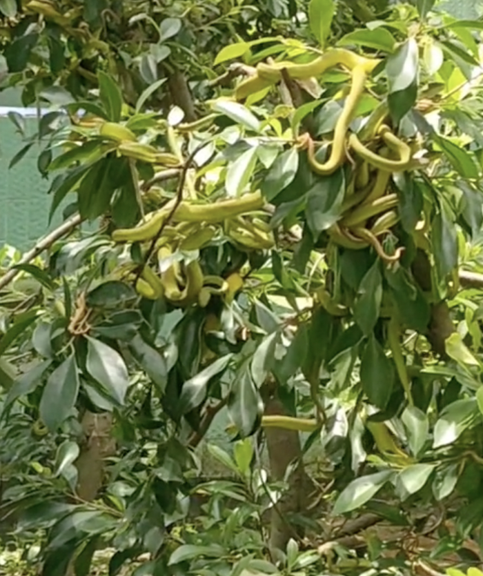Rắn lục bám lủng lẳng trên cây, chủ vườn suýt ngất - Hình 2 Ran luc bam lung lang tren cay, chu vuon suyt ngat-Hinh-2
