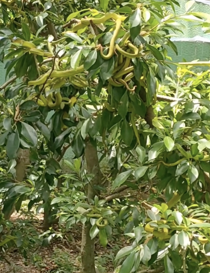 Rắn lục bám lủng lẳng trên cây, chủ vườn suýt ngất - Hình 3 Ran luc bam lung lang tren cay, chu vuon suyt ngat-Hinh-3