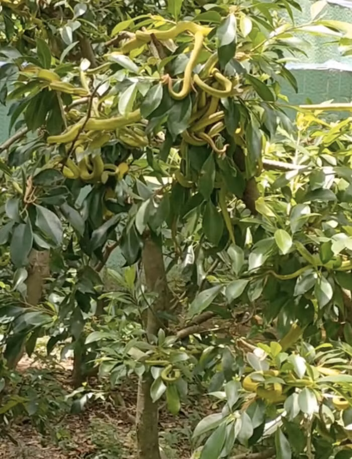 Ran luc bam lung lang tren cay, chu vuon suyt ngat-Hinh-3