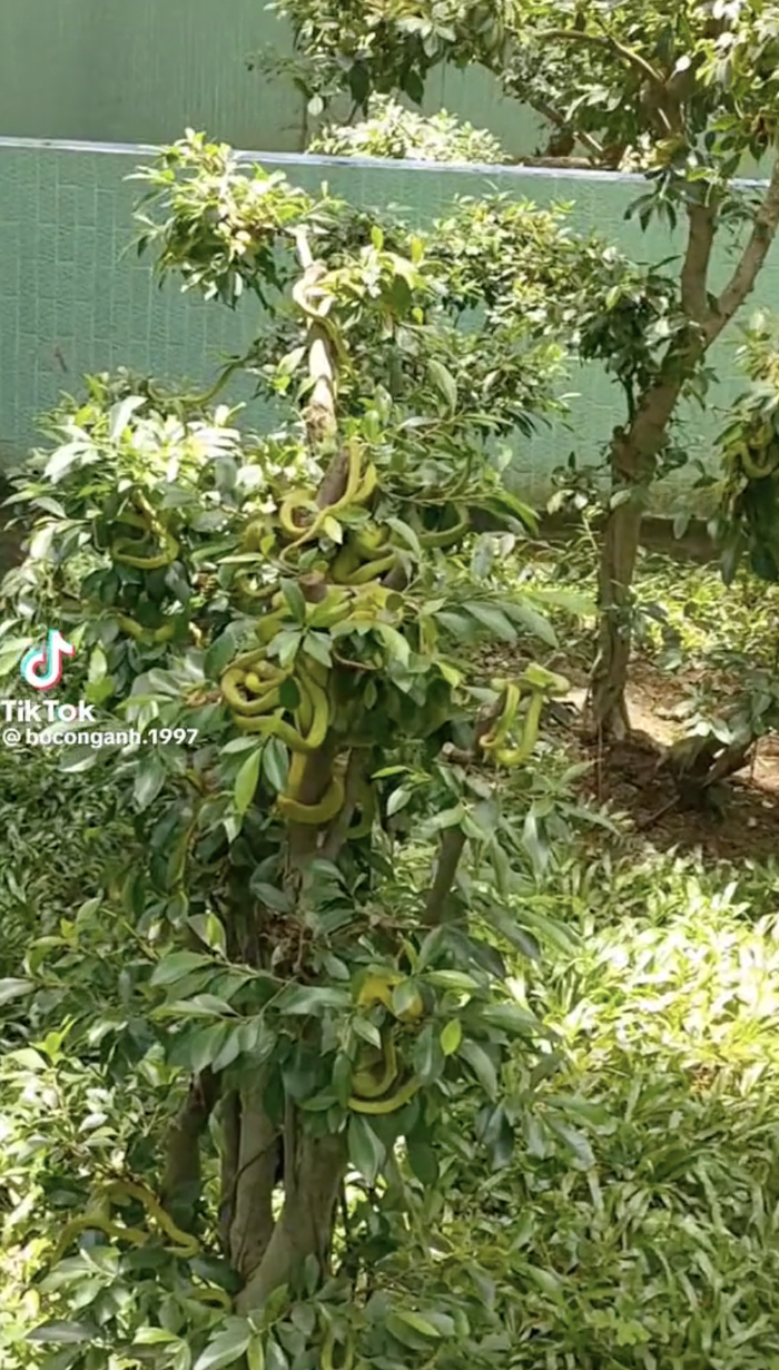 Rắn lục bám lủng lẳng trên cây, chủ vườn suýt ngất Ran luc bam lung lang tren cay, chu vuon suyt ngat