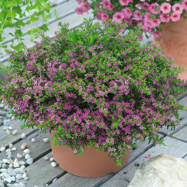 2 cay canh de trong, sai hoa, mau sac noi bat