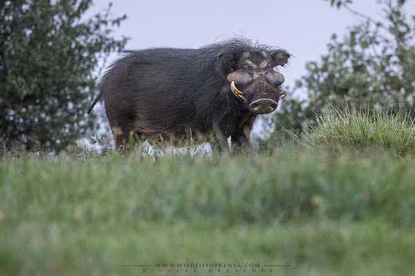  Chúng thường đánh kẻ thù bằng trán và dùng ngà dài tới 30 cm đâm vào đối thủ, khiến chúng bị gãy xương hoặc thậm chí tử vong, trong khi những mụn cóc lớn trên mặt có thể bảo vệ chúng khỏi bị tổn hại quá nhiều. 
