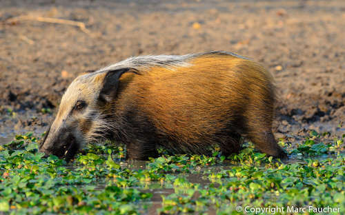  Lợn đeo mặt nạ là loài phá hoại nông nghiệp lớn nhất ở Nam Phi nên thường được người châu Phi săn lùng. Tuy nhiên, so với lợn nhà, thịt của nó quá nạc và có mùi vị rất tệ nên người ta thường săn chúng không phải để lấy thịt.
