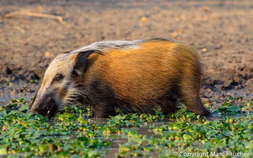  Lợn đeo mặt nạ là loài phá hoại nông nghiệp lớn nhất ở Nam Phi nên thường được người châu Phi săn lùng. Tuy nhiên, so với lợn nhà, thịt của nó quá nạc và có mùi vị rất tệ nên người ta thường săn chúng không phải để lấy thịt.