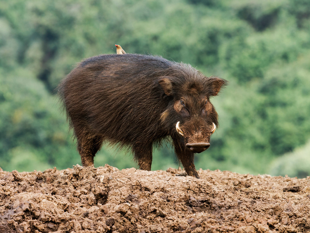  Không giống như hầu hết các loài lợn khác, lợn rừng lớn không đào đất để tìm và ăn rễ cây, thay vào đó chúng ăn trái cây dại và hoa màu thấp trên mặt đất cũng như xác thối.