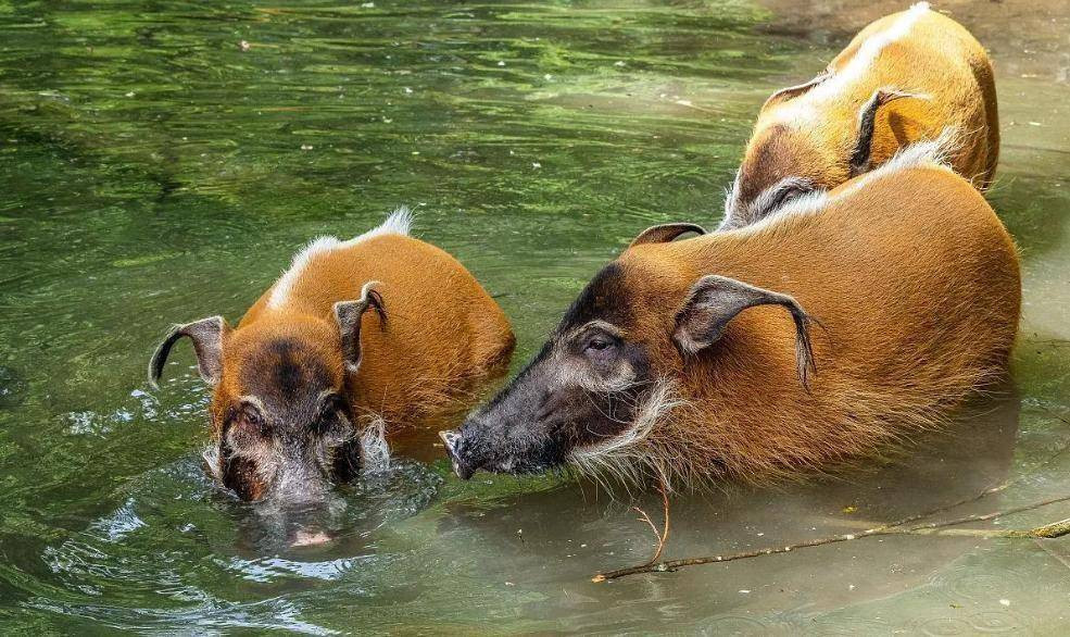 br/> 5. Lợn lông đỏ: Lợn lông đỏ được tìm thấy trong các khu rừng ở Guinea và Congo ở Tây Phi, hiếm khi đi xa khỏi rừng nhiệt đới và đầm lầy, và thường phá hoại các loại cây trồng địa phương như sắn và khoai mỡ.